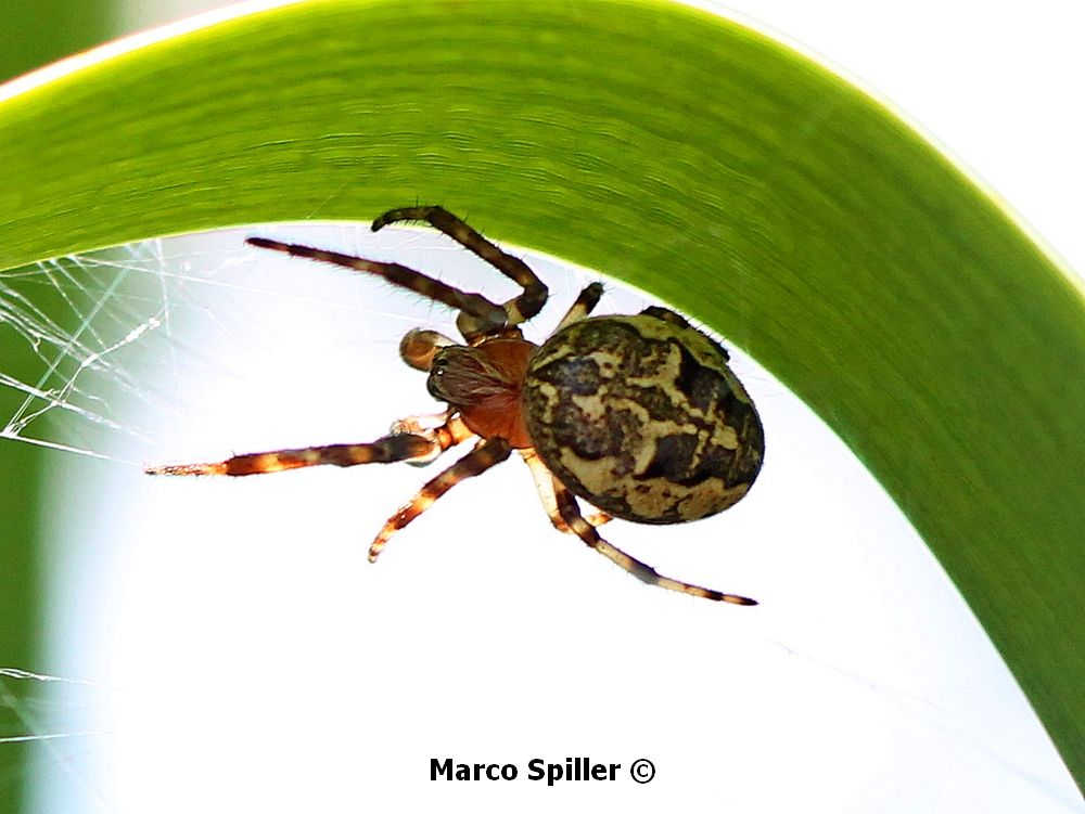 Maschi di Larinioides cornutus - Milano